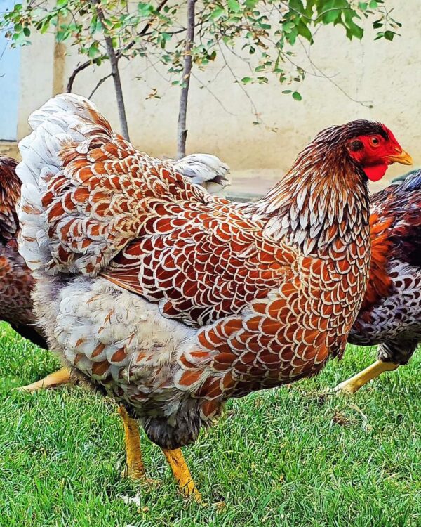 Splash Laced Red Wyandottes