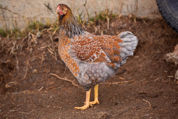 Splash Laced Red Wyandotte Chickens For Sale | Chickens For Backyards