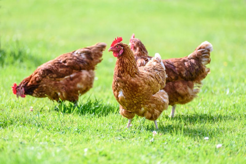 How to Stop Your Chickens from Eating Eggs Chickens For Backyards