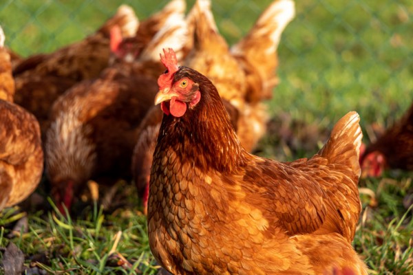 Biosecurity for Your Backyard Chickens | Chickens For Backyards