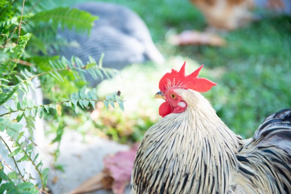 Chicken Molting: How to Prepare for When Your Chickens Start to Molt ...