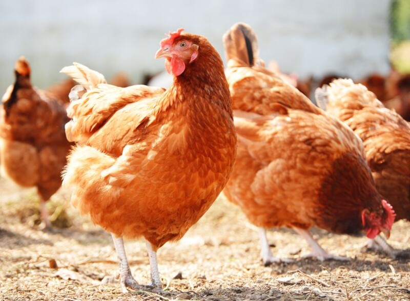 how-to-care-for-aging-chickens-chickens-for-backyards