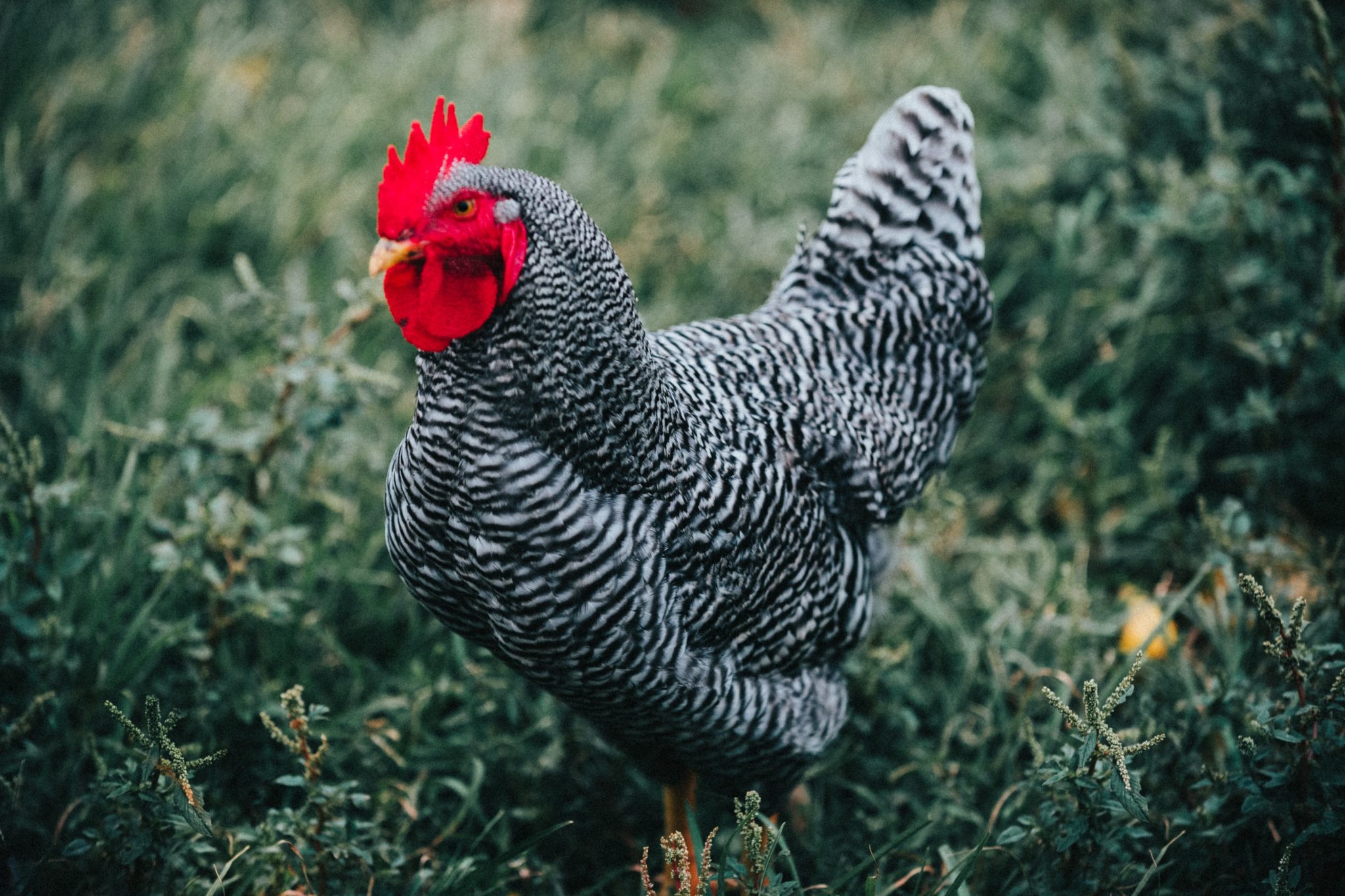 Sapphire Gem Chickens What You Need To Know Chickens For Backyards   Jed Owen AIn2wl7Lixc Unsplash 2048x1364 