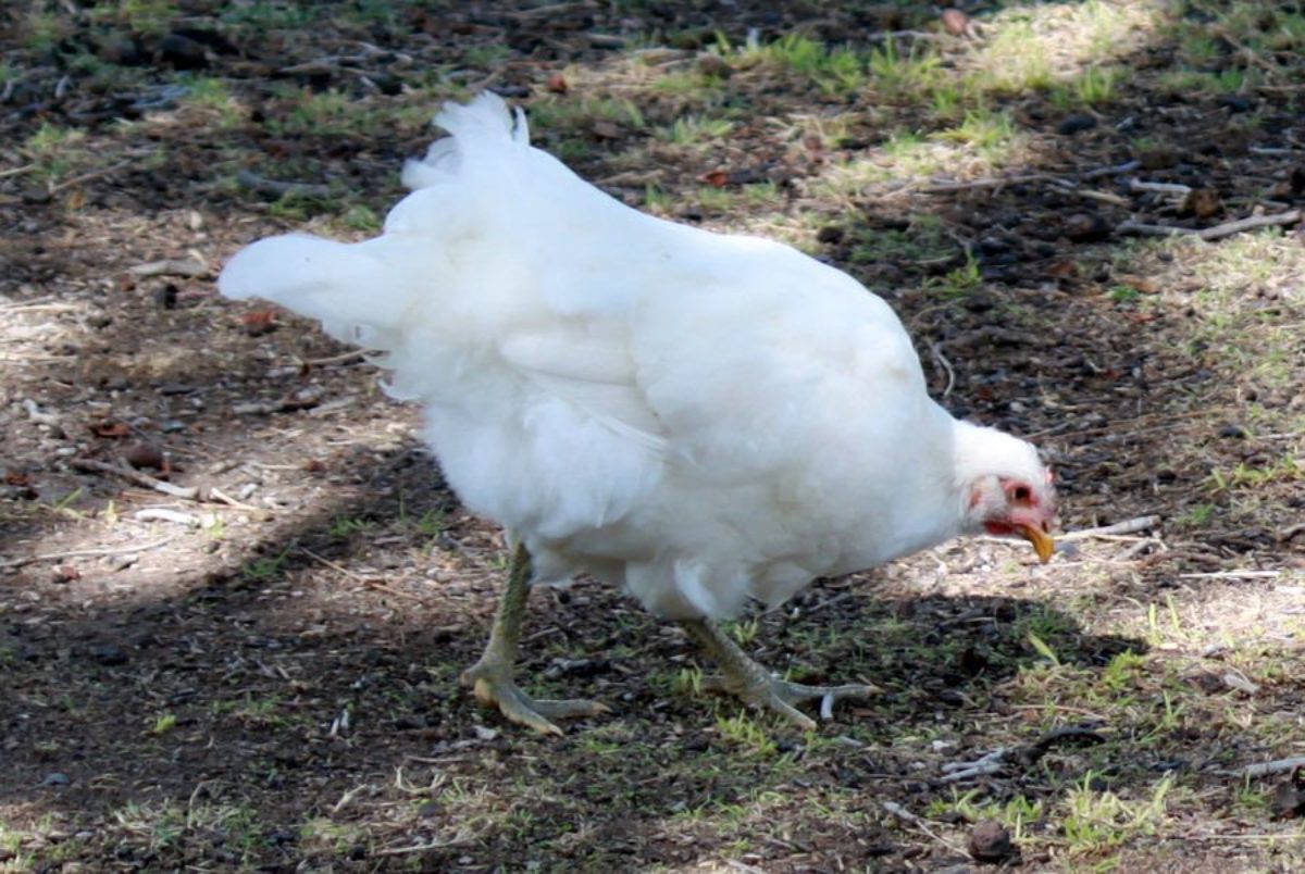 White jersey hot sale giant rooster