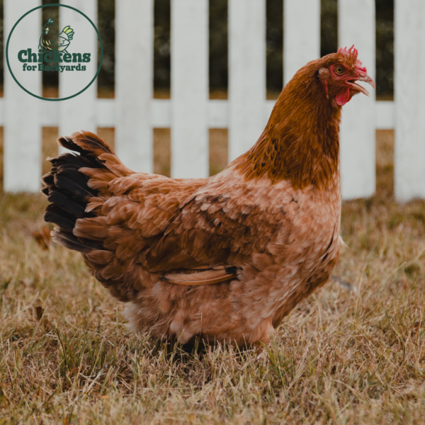 French Black Tailed Red Marans