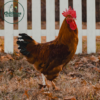 French Black Tailed Red Marans - Image 2