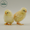 French Wheaten Marans - Image 2