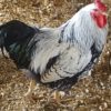 Silver Laced Wyandotte Chicken (Exhibition Type)