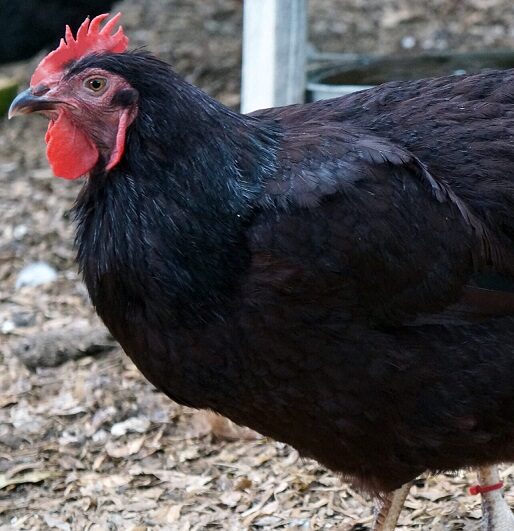 Rhode Island Red Chicken (Exhibition Type) | For