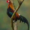 Red Jungle Fowl