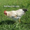 Red Sex Link