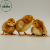 Rhode Island Red Chicken (Exhibition Type) - Image 3