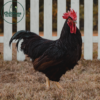 Rhode Island Red Chicken (Exhibition Type) - Image 2