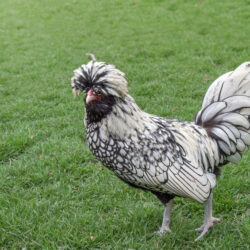 Silver Laced Polish | Chickens For Backyards