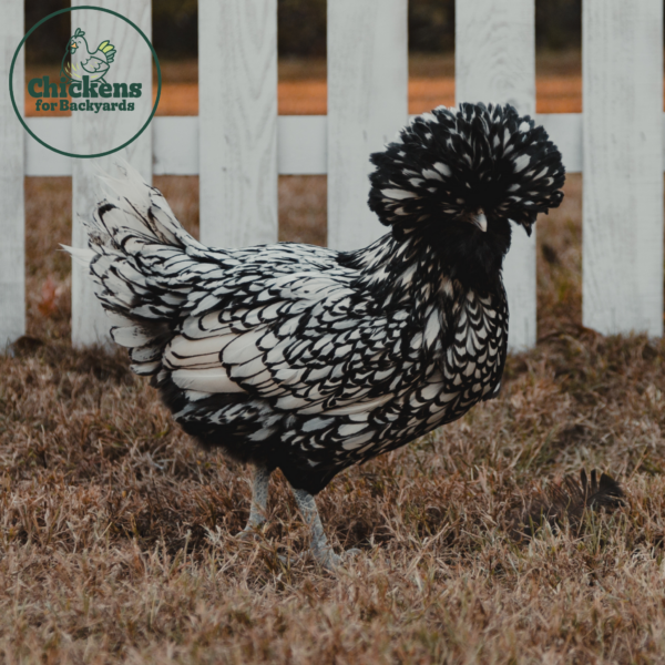 Silver Laced Polish Hen