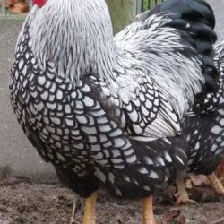 Silver Laced Wyandotte Exhibition Type