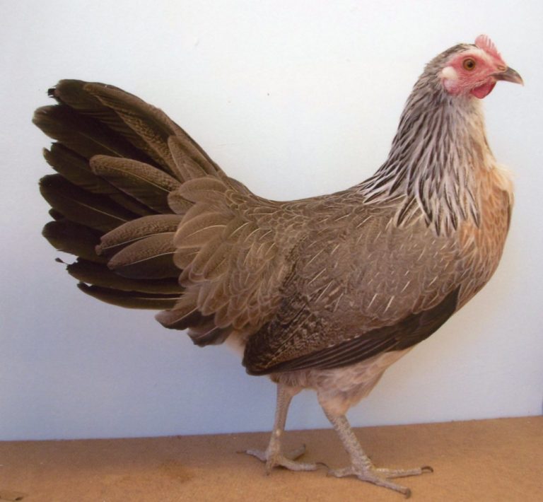 Silver Duckwing Phoenix Standard | Chickens For Backyards