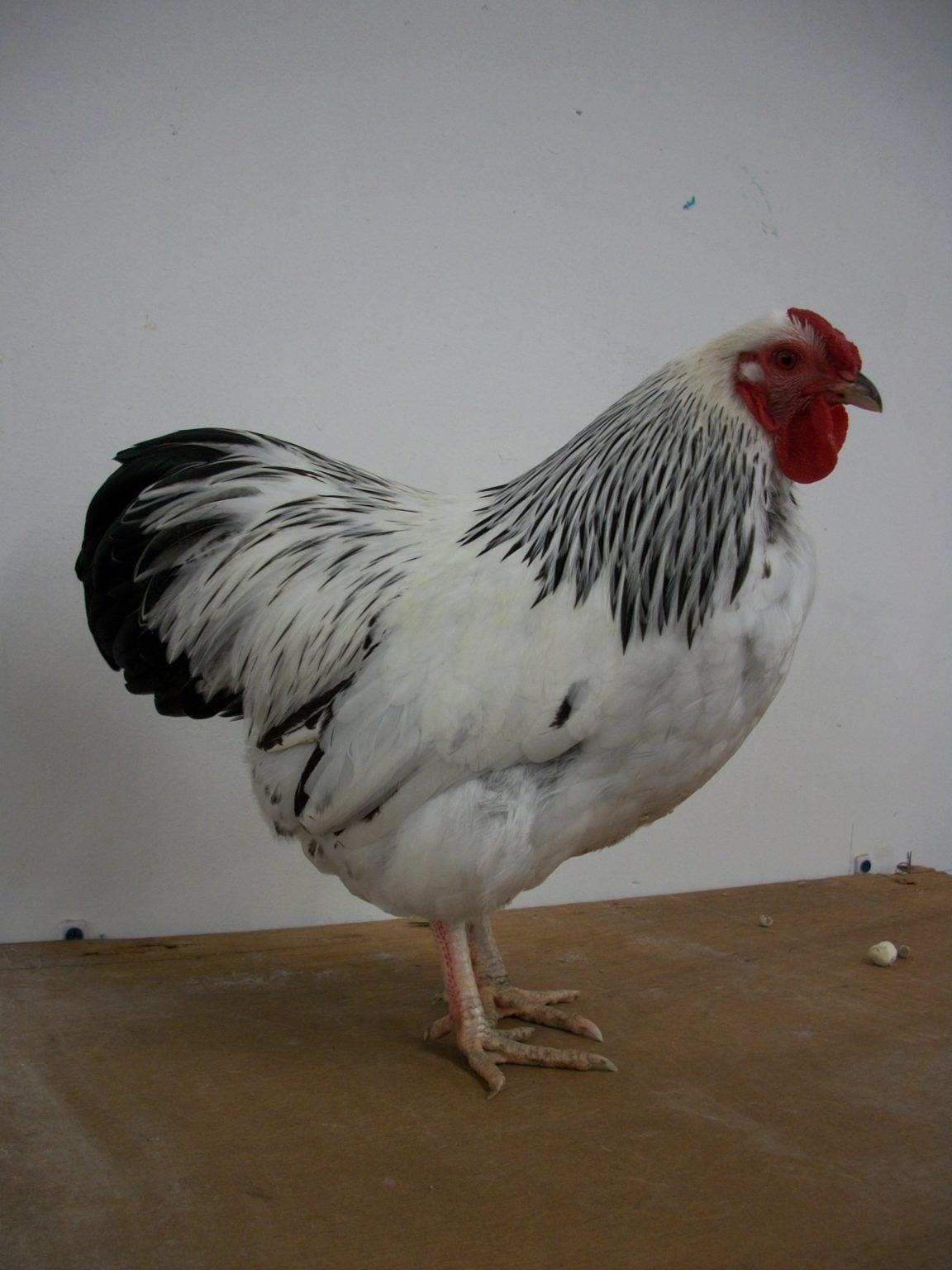 Columbian Wyandotte Bantam | Chickens For Backyards