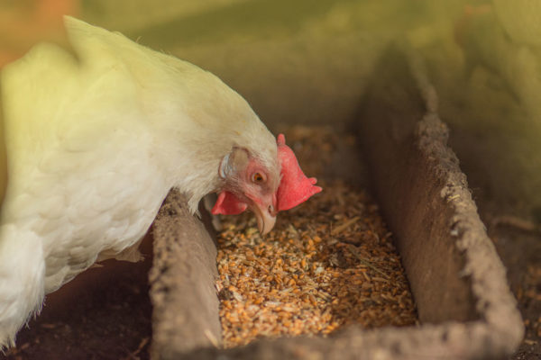 should-you-use-organic-chicken-feed-chickens-for-backyards