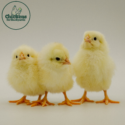 Three Austra White Chickens