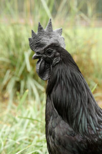 Ayam Cemani | Chickens For Backyards