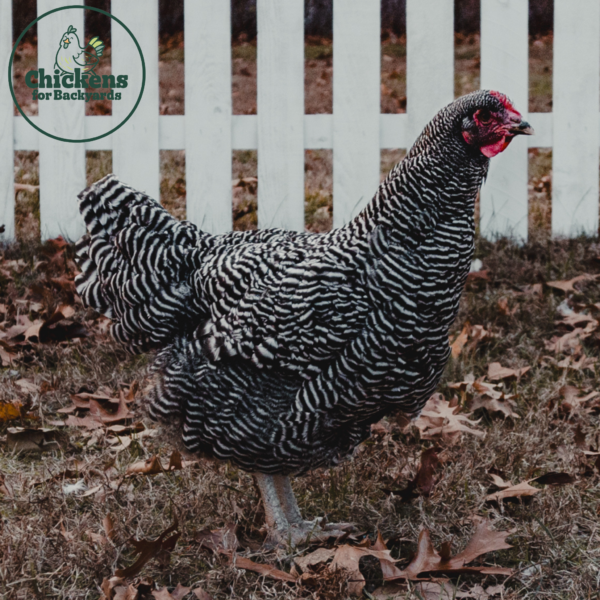 Barred Plymouth Rock Exhibition Type