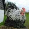 Birchen Cochin Bantams