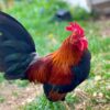 Black Breated Red Old English Bantams