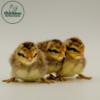 Brassy Back Old English Game Bantam Chicks