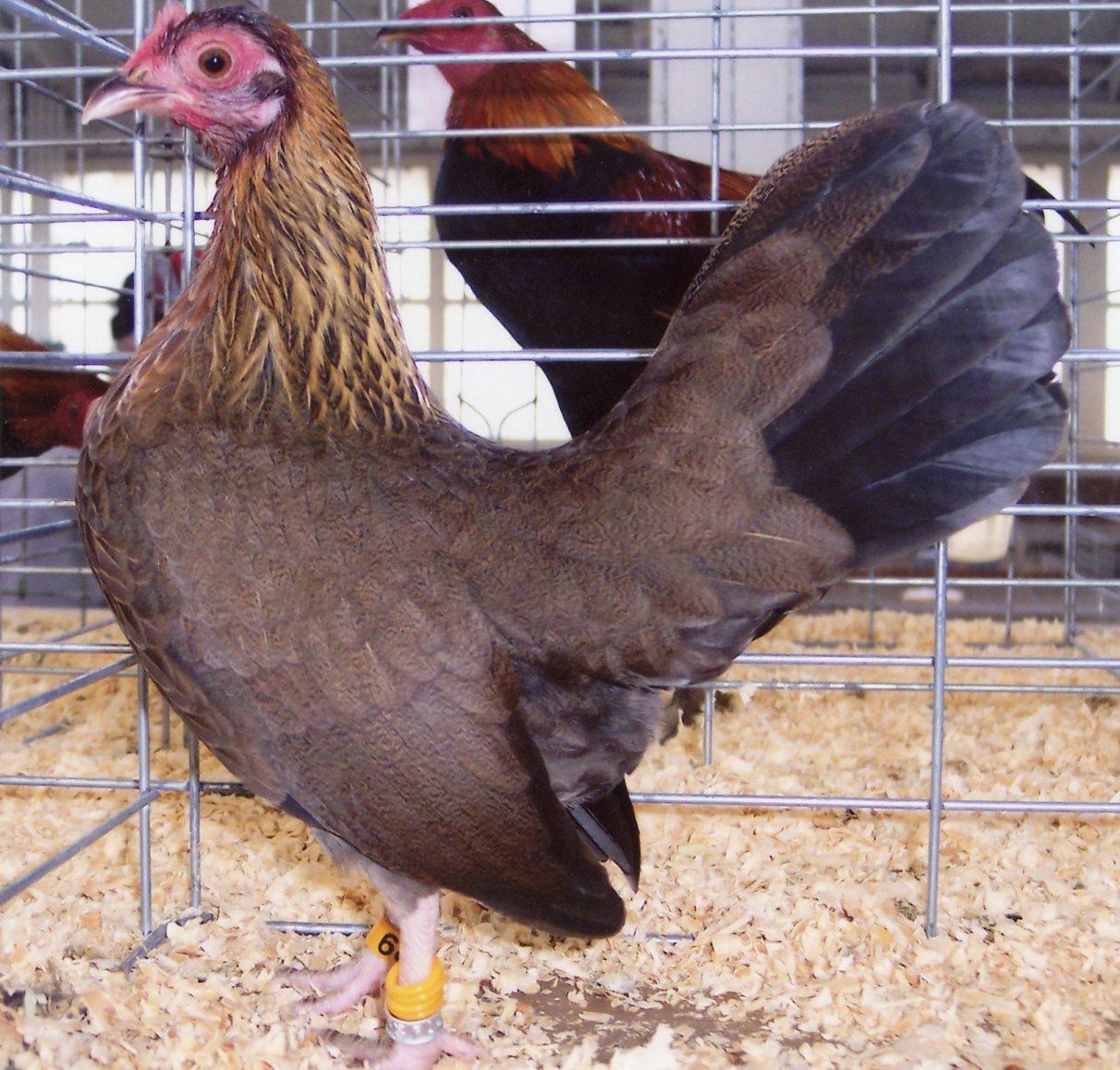 Black Breasted Red Old English Game Bantam Chickens For Backyards