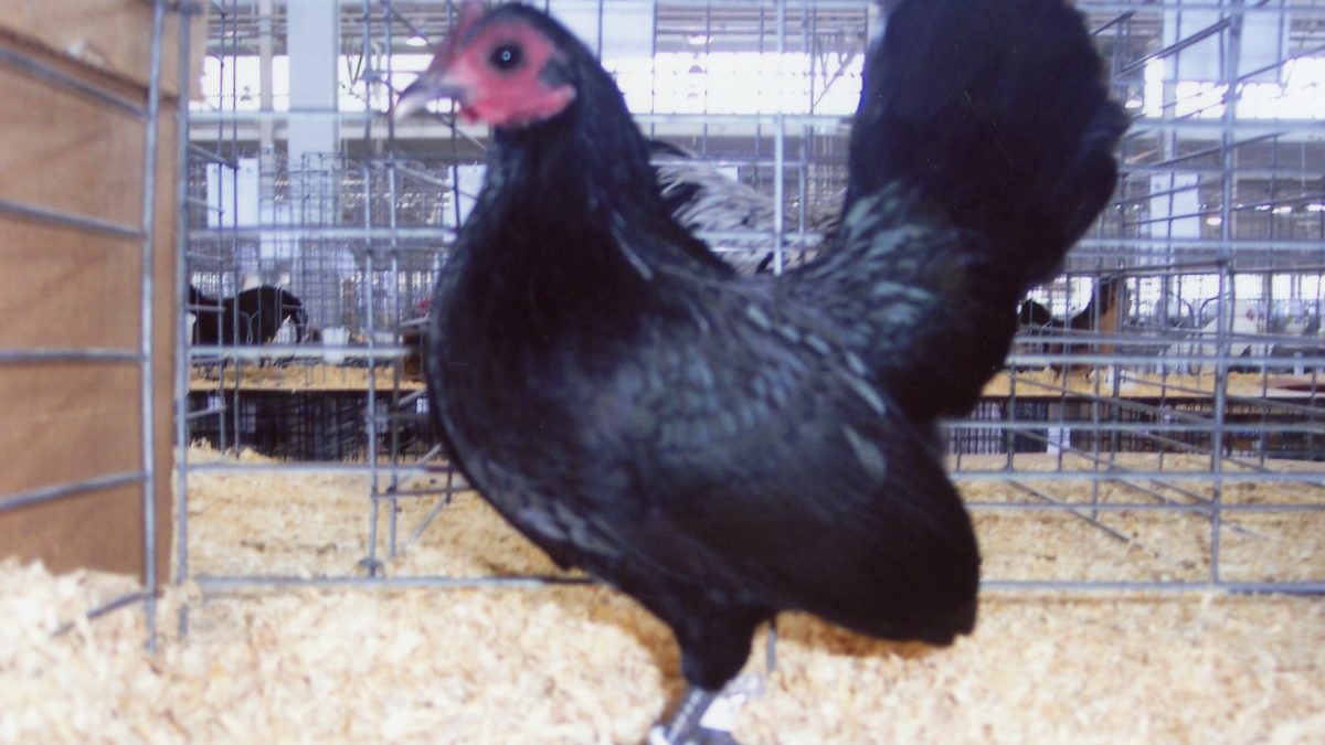 Black Old English Game Bantam | Chickens For Backyards