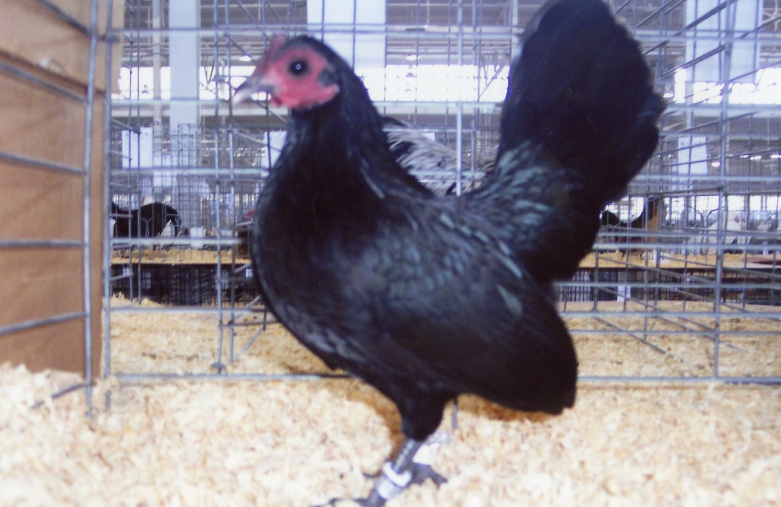 Black Old English Game Bantam Chickens For Backyards   Img683 1536x998 