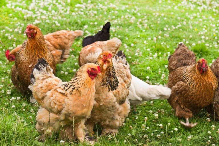 Everything You Need to Know About Feather Pecking | Chickens For Backyards