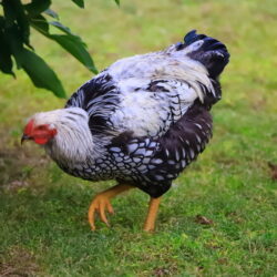 Black-and-white chicken walks around the yard, close-up