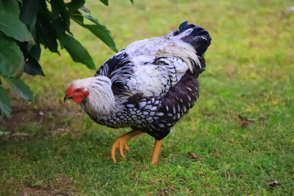 Black-and-white chicken walks around the yard, close-up