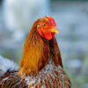 One red rooster in the farm, close up