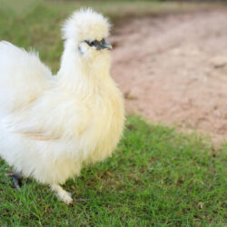 The Silkie hen is live in grass garden