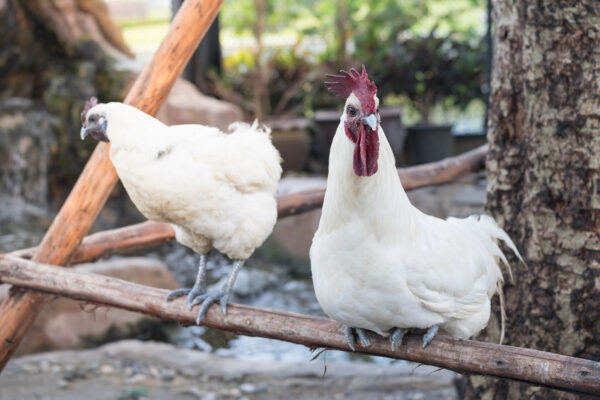 do-chickens-need-sunscreen-chickens-for-backyards