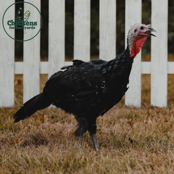 Black Slate Turkey