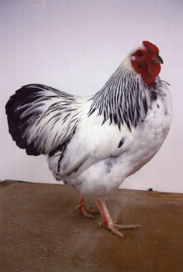 Columbian Rock Bantam | Chickens For Backyards