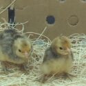 Ginger Red Old English Bantam chicks