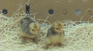 Ginger Red Old English Bantam chicks