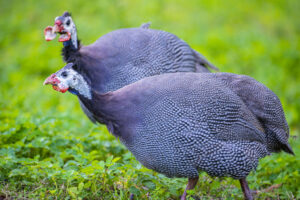 Two guinea fowl grazing in a field