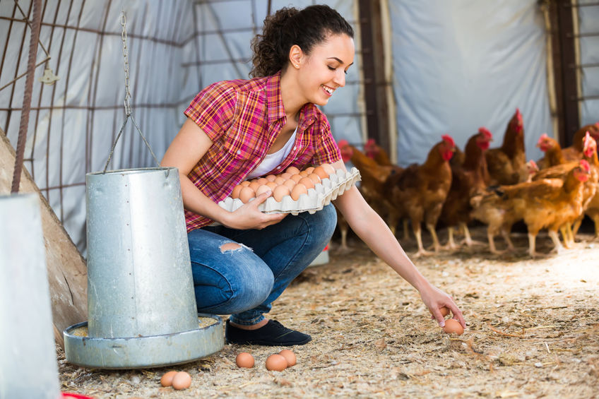 Young cheerful woman picking fresh eggs in chicken house