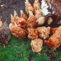 A small flock of mixed free-range poultry feeding outdoors