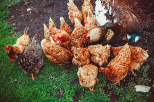 A small flock of mixed free-range poultry feeding outdoors