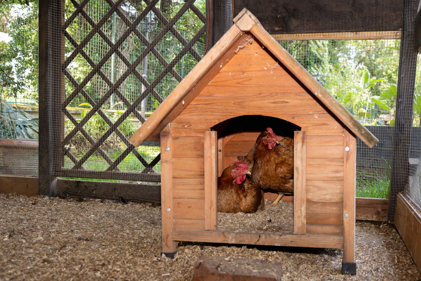 Chickens Gallus domesticus rest comfortably inside a wooden coop.