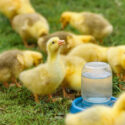 cute fluffy goslings walks and drinks water on green grass