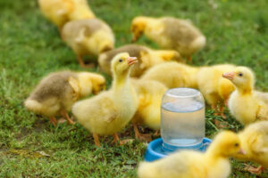 cute fluffy goslings walks and drinks water on green grass