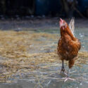 The Rhode Island red hen is stay in asia farm garden